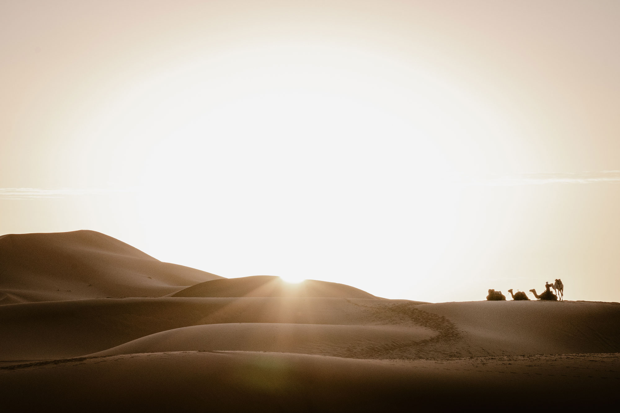 Sunset in the desert riding camels