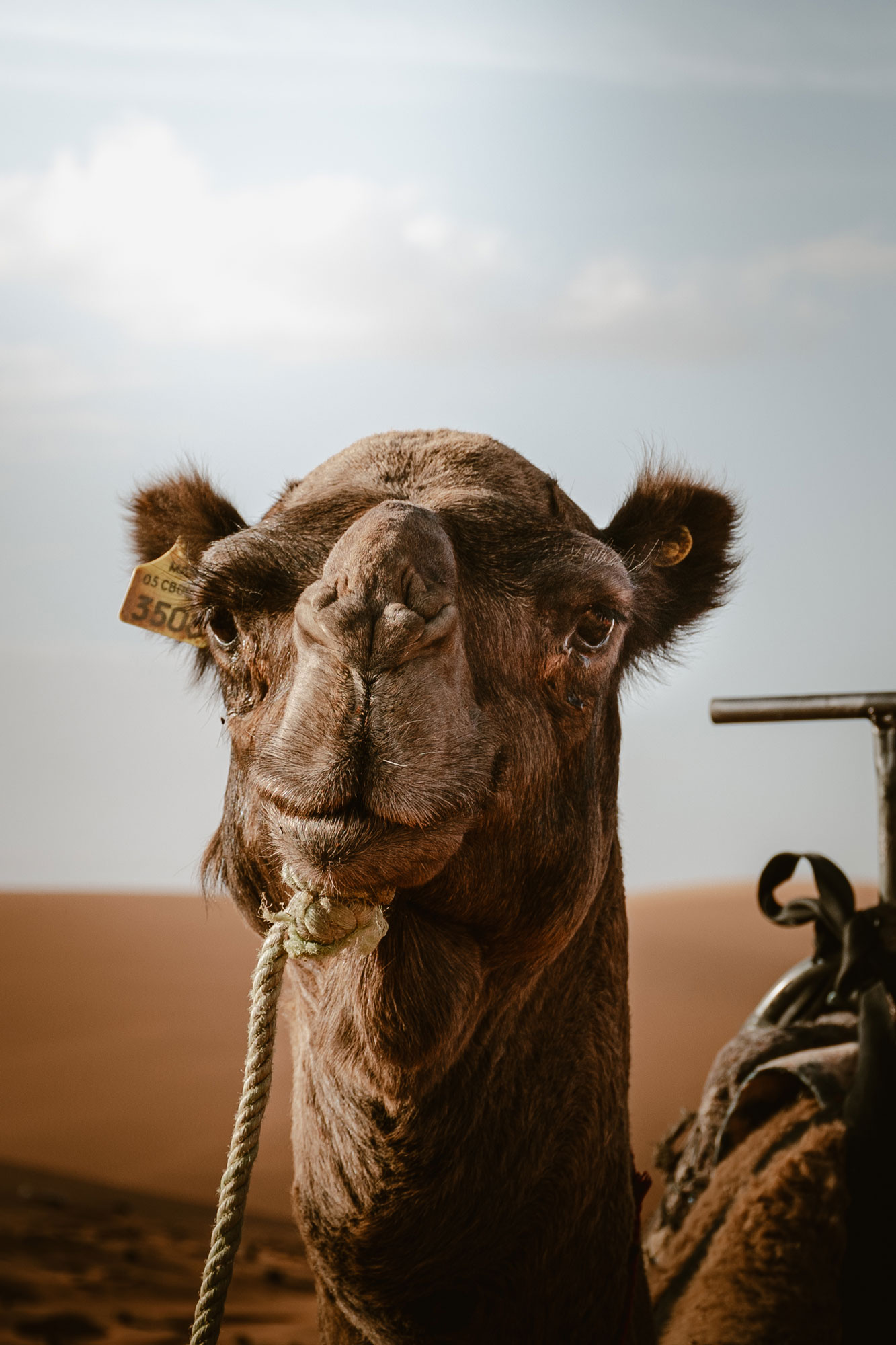 Camel riding in the Moroccan dessert