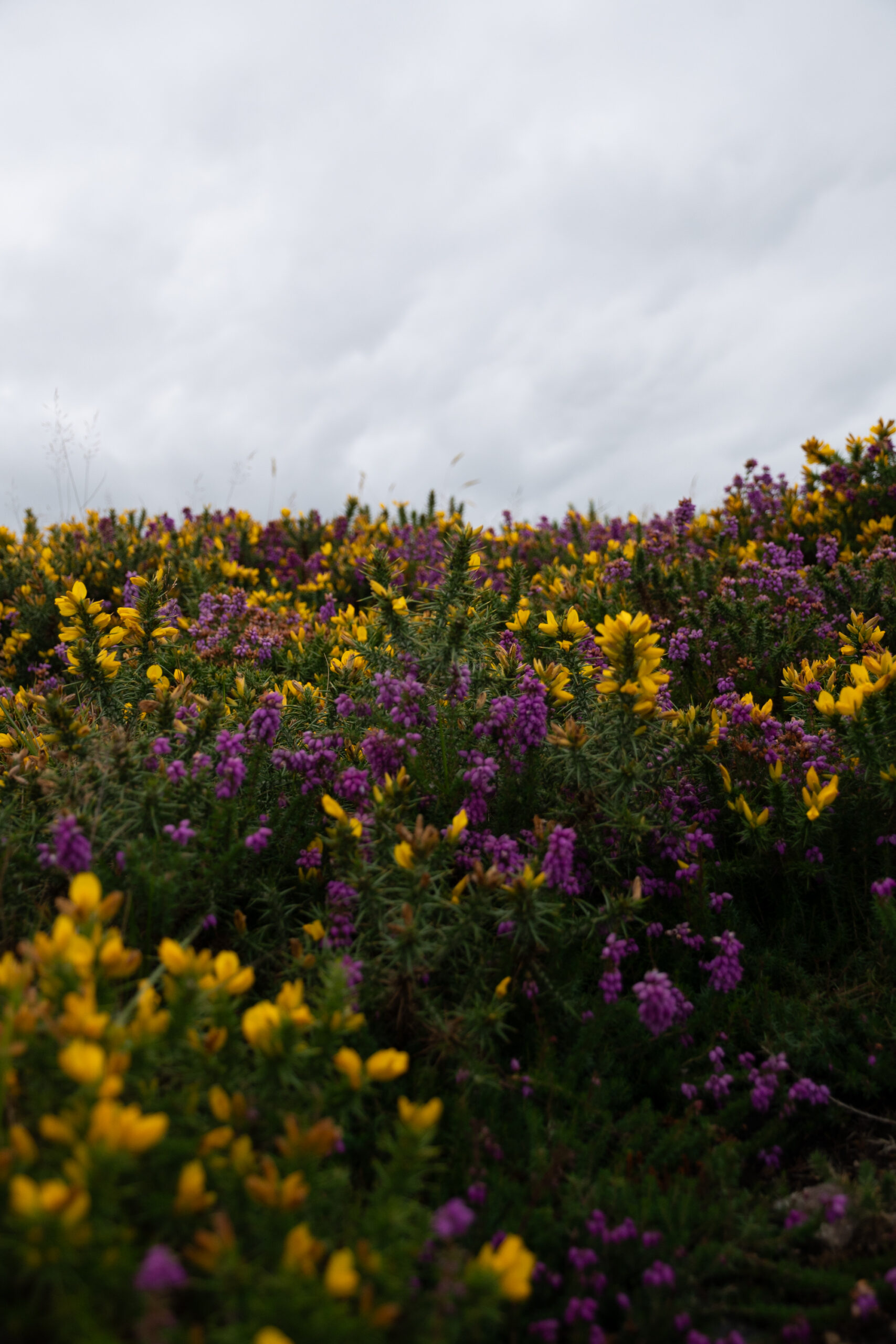 Purple and yellow flowers on the Bray Head hike in Ireland