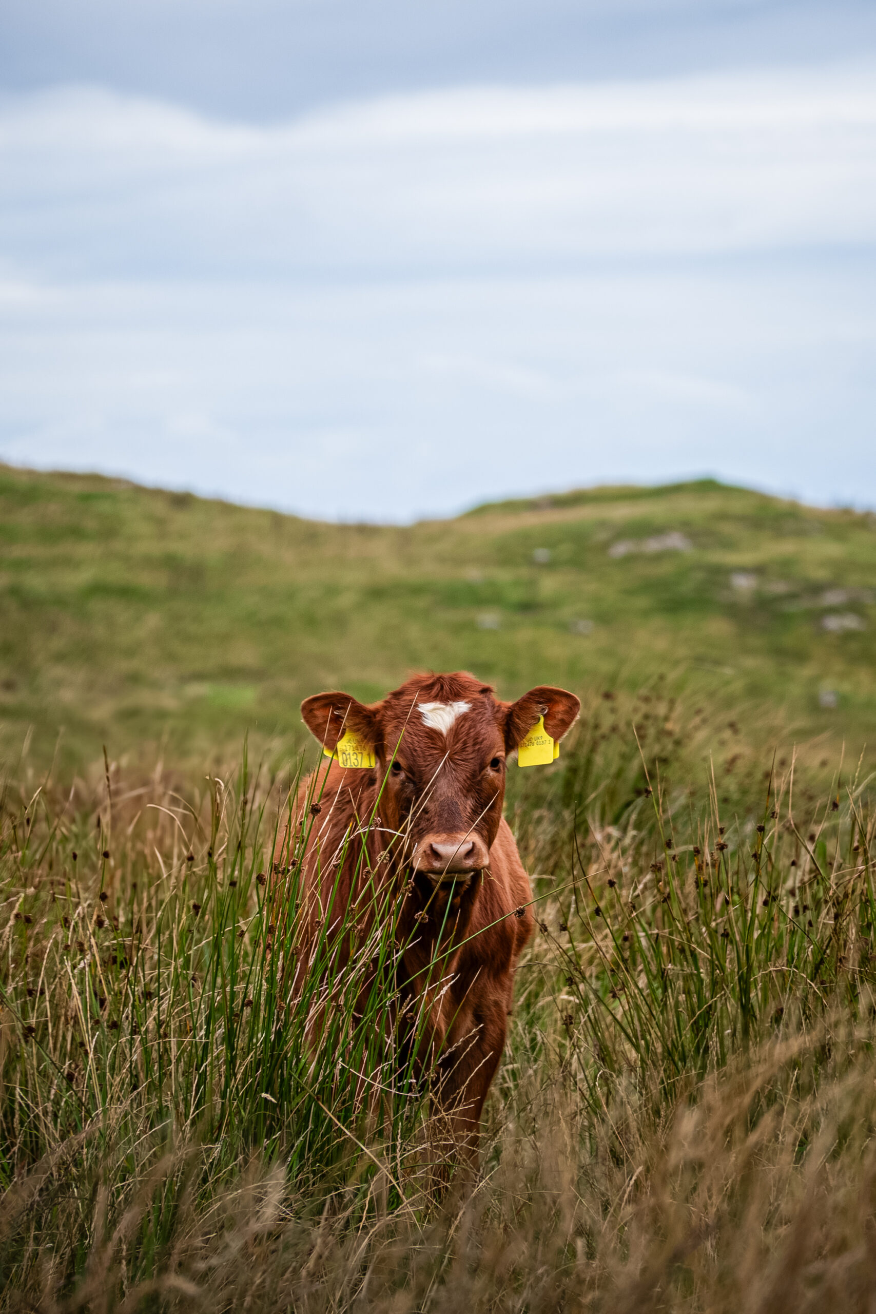 Cow on the Fair Head hike in Ireland