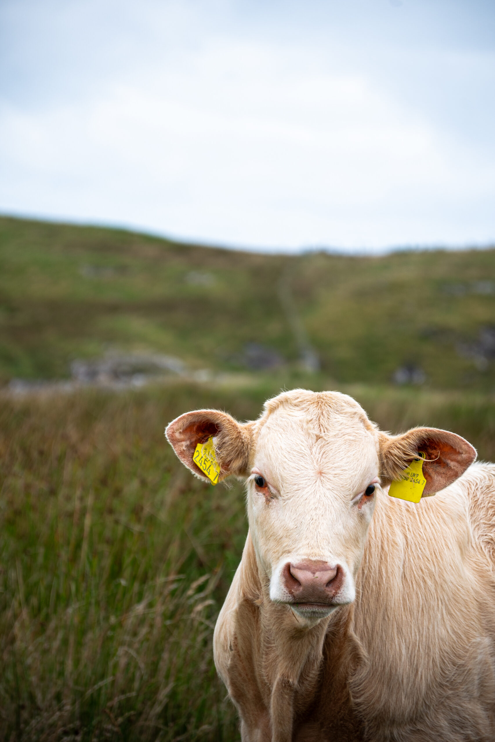 Cow on the Fair Head hike in Ireland