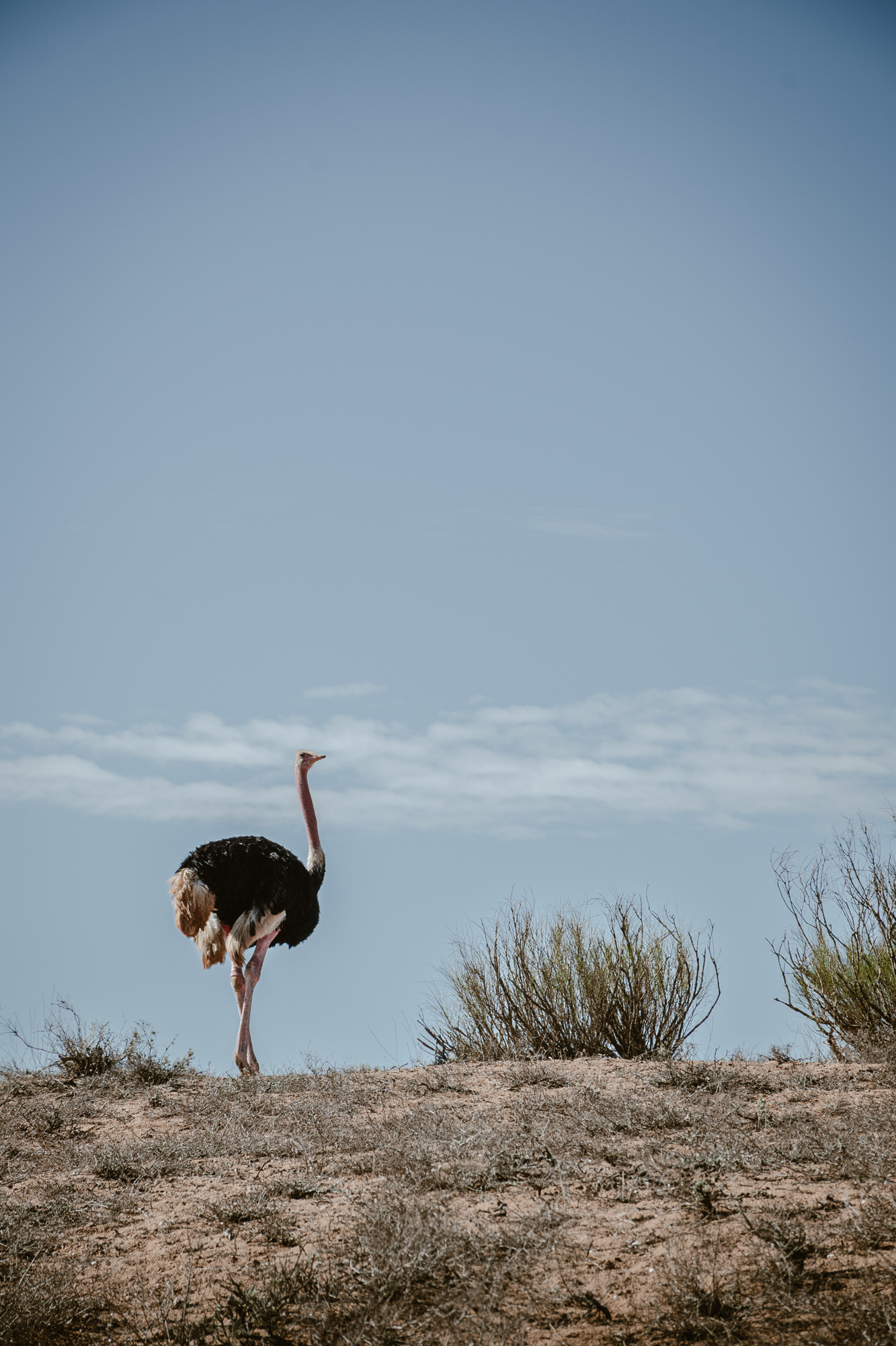 Ostrich walking around in Souss-Massa National Park in Morocco, seen while doing the jeep safari.