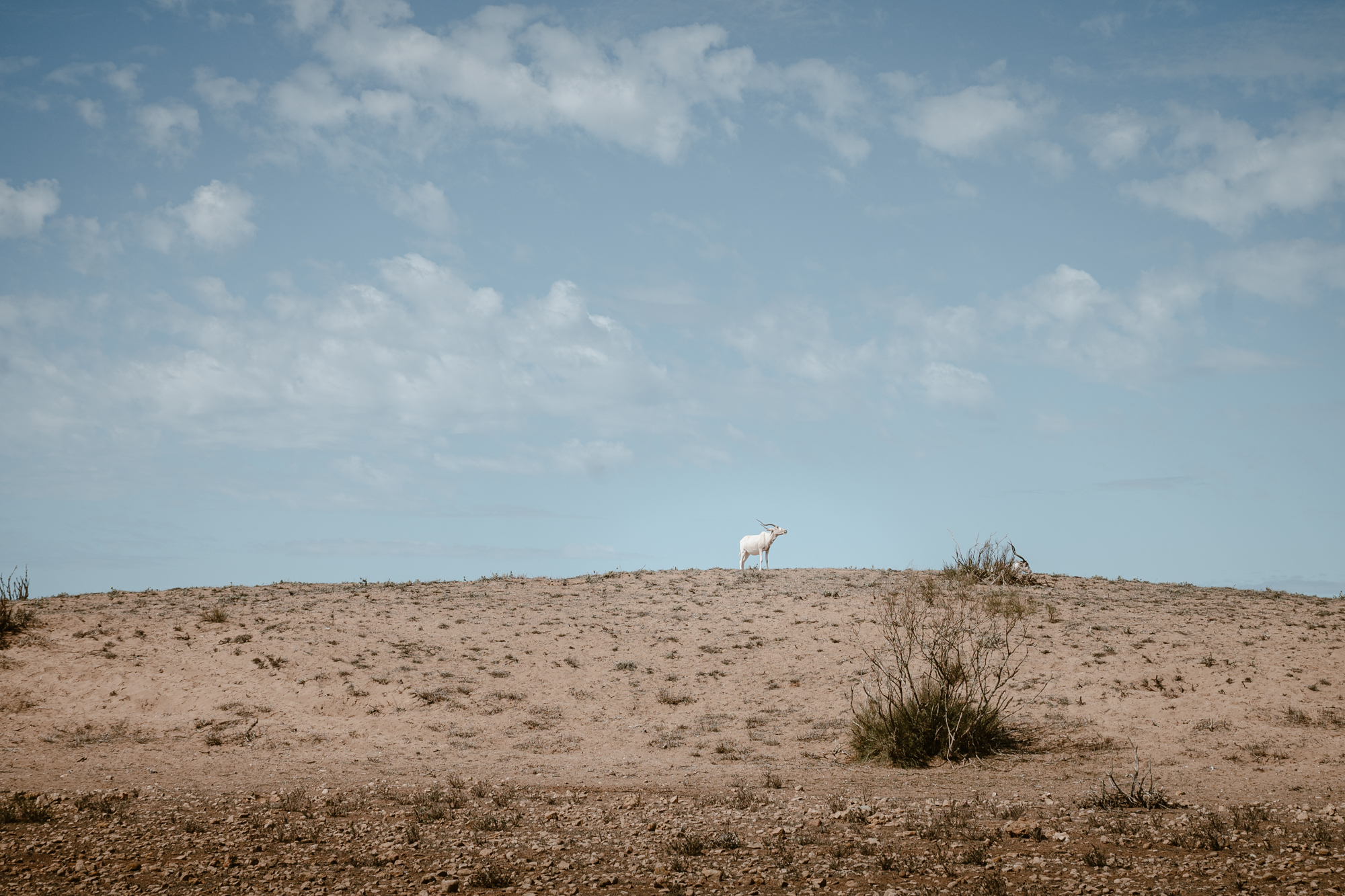 White addax on top of a hill in Souss-Massa National Park in Morocco