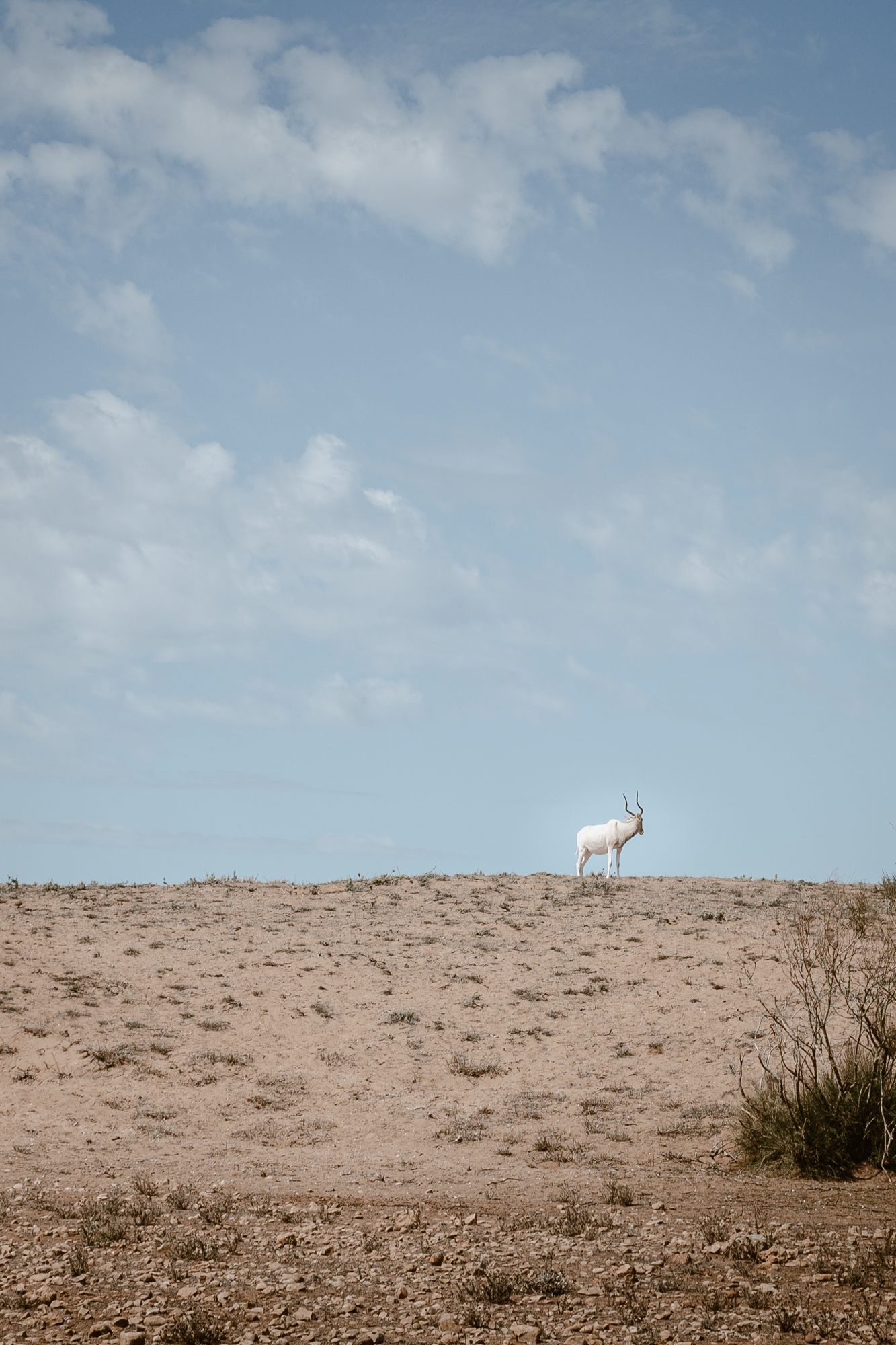 White addax on top of a hill in Souss-Massa National Park in Morocco