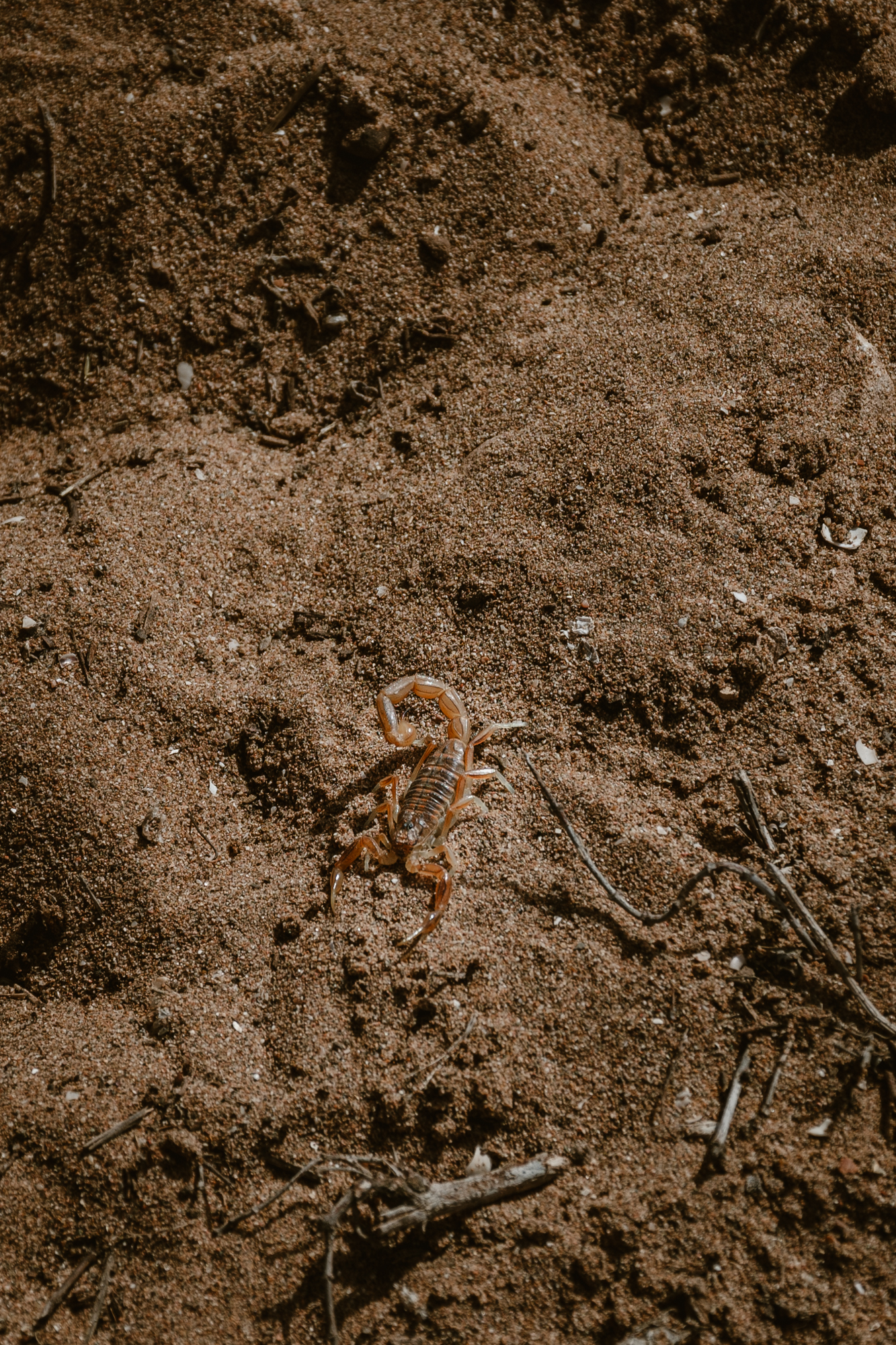 Scorpion in the sand of Souss-Massa National Park in Morocco, wildlife you can see when doing the jeep safari.