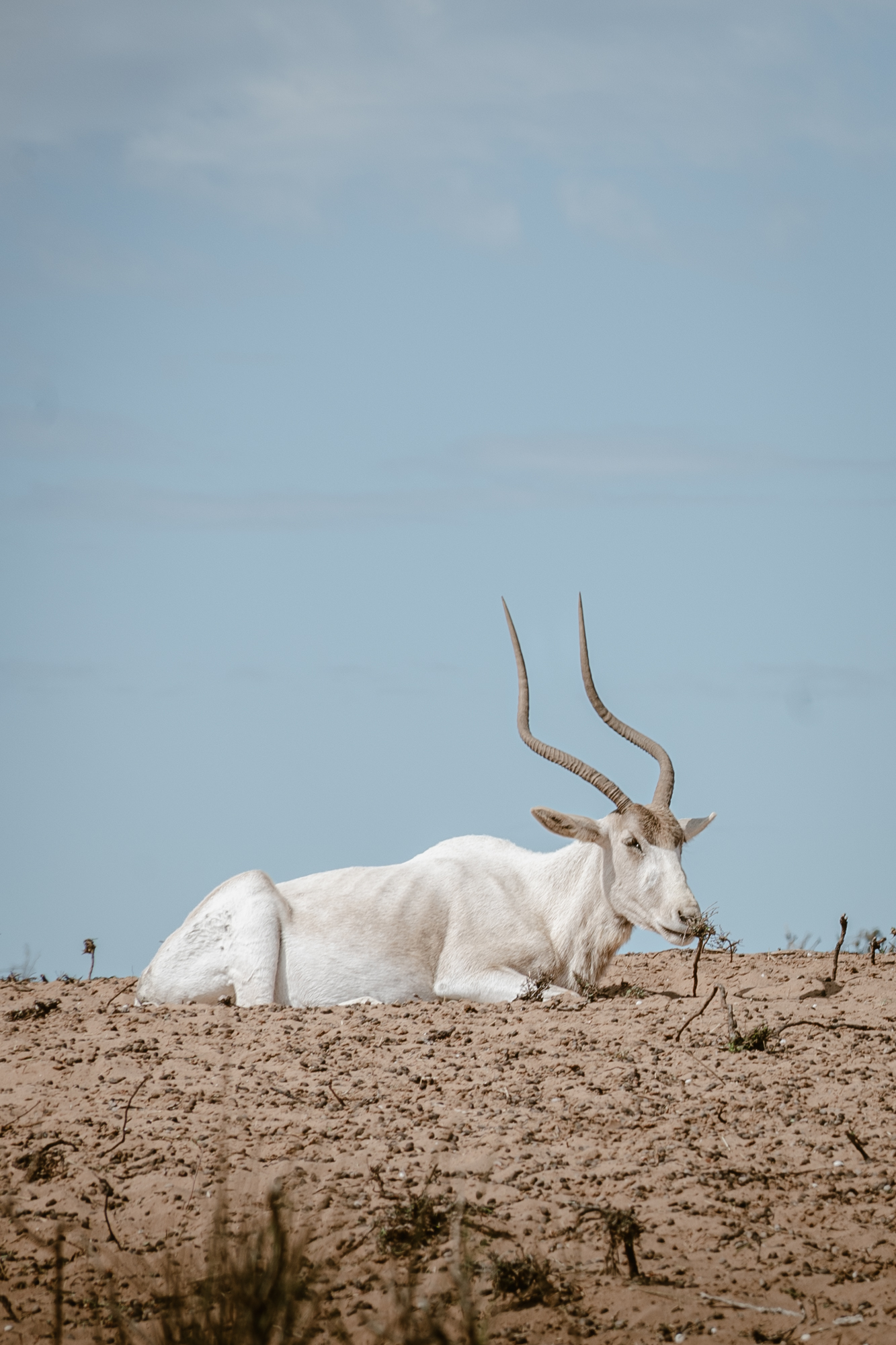 White, majestic addax in Souss-Massa National Park in Morocco, when doing the jeep safari.